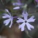 Glade Phlox - Photo (c) Sunny Fleming, some rights reserved (CC BY-NC), uploaded by Sunny Fleming