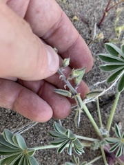 Lupinus shockleyi