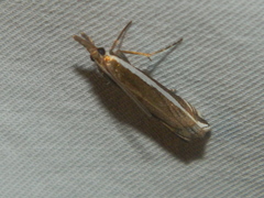 Crambus sperryellus