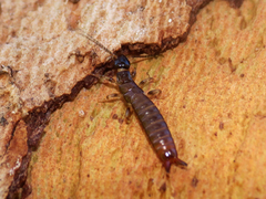 Euborellia annulipes