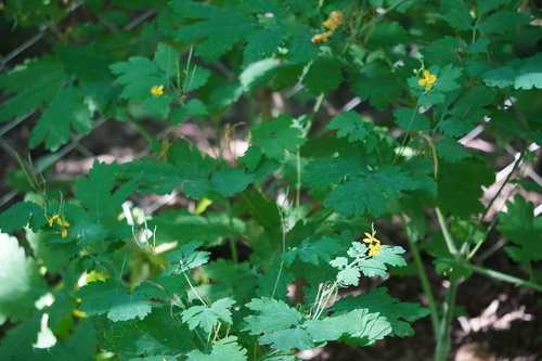 Greater celandine