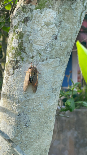 Brown Speckled Cicada