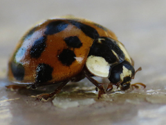Harmonia axyridis