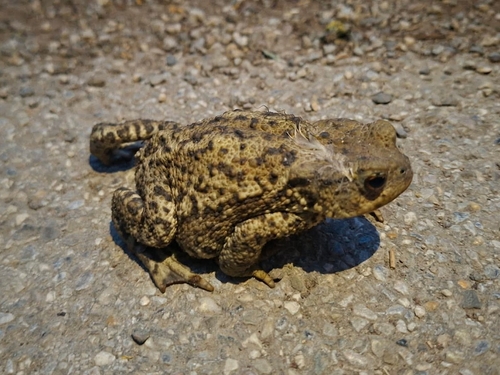 European Toad