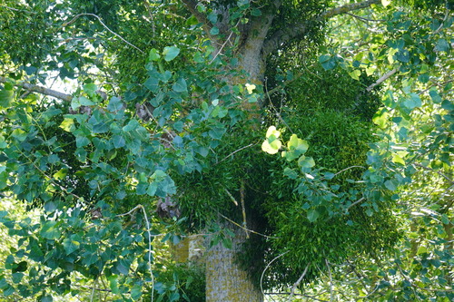European mistletoe