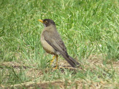 Turdus falcklandii