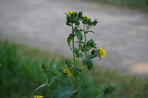 bristly oxtongue