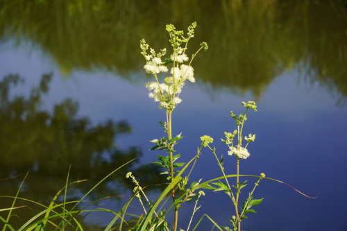 Meadowsweet