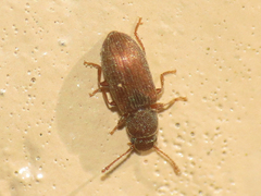 Berginus pumilus
