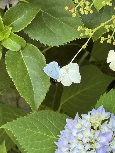 Holly Blue