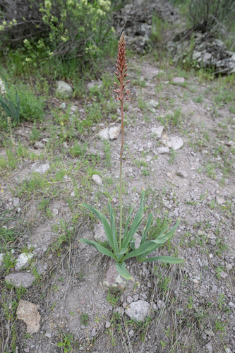 Eremurus regelii, photograph 5