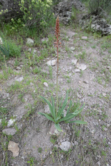 (c) Morten Ross, some rights reserved (CC BY) Eremurus regelii, photograph (c) Morten Ross, some rights reserved (CC BY)
