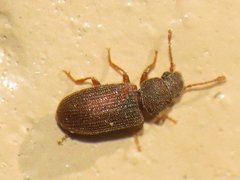 Berginus pumilus