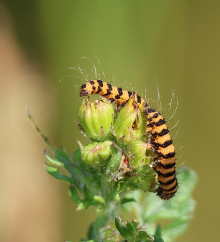 Cinnabar moth