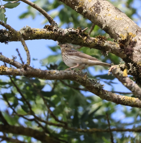 Tree Pipit