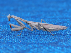 Iris oratoria