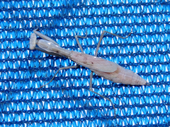 Iris oratoria