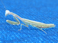 Iris oratoria