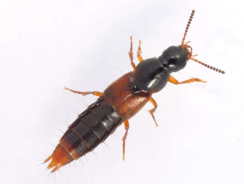 orange-tipped rove beetle