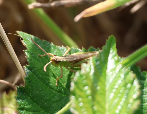 Meadow Grasshopper