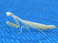 Iris oratoria