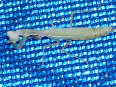 Iris oratoria