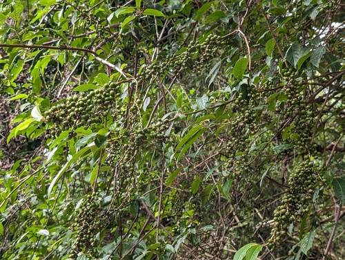Stachyurus himalaicus, photograph 3