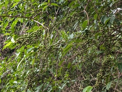 Stachyurus himalaicus, photograph (c) Francisca Wu, some rights reserved (CC BY)