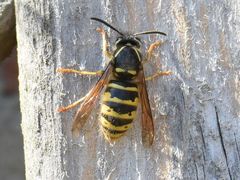 Dolichovespula saxonica