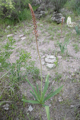 (c) Morten Ross, some rights reserved (CC BY) Eremurus regelii, photograph (c) Morten Ross, some rights reserved (CC BY)