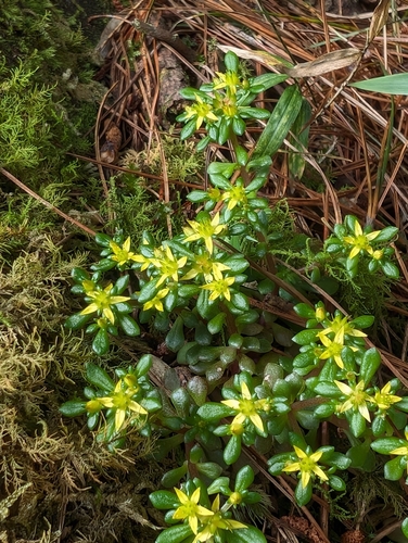 Sedum actinocarpum