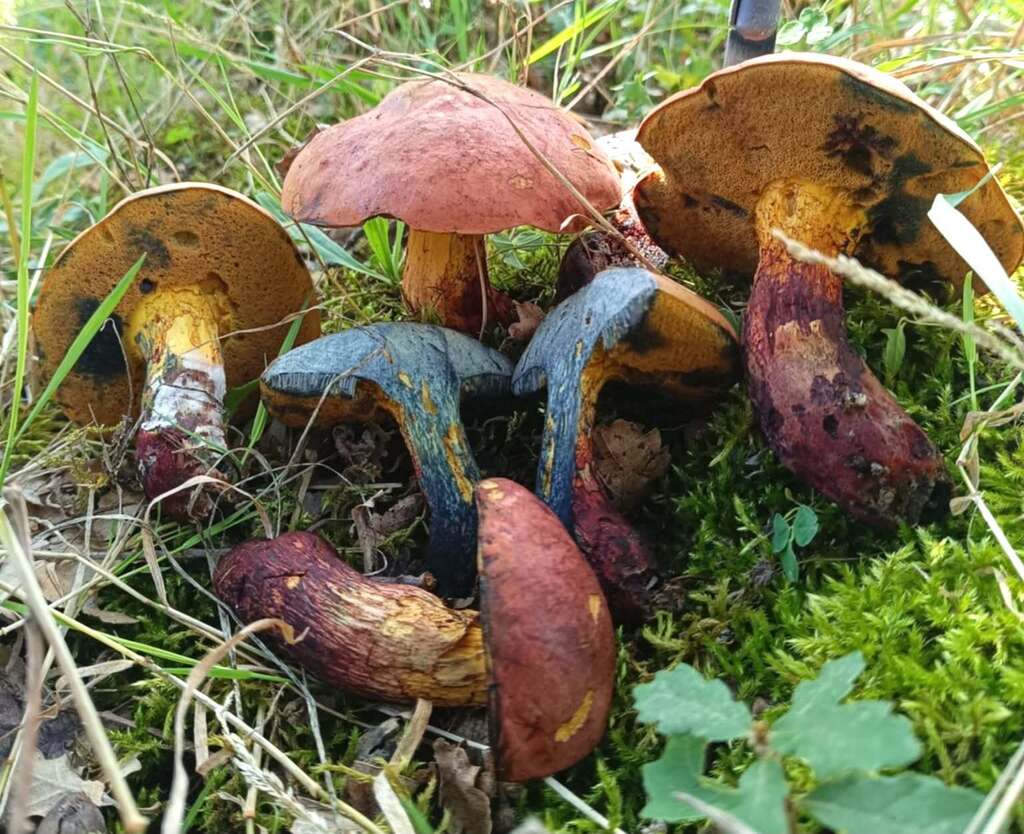 Suillellus adonis
