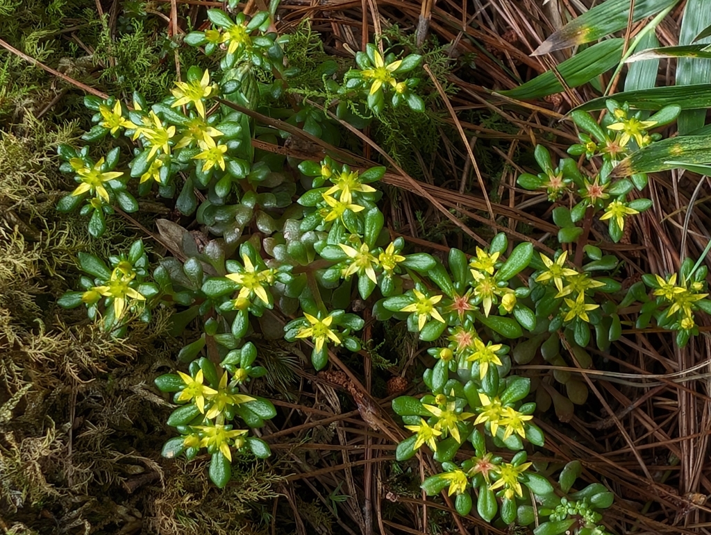 Sedum actinocarpum; photograph (c) Francisca Wu, some rights reserved (CC BY)