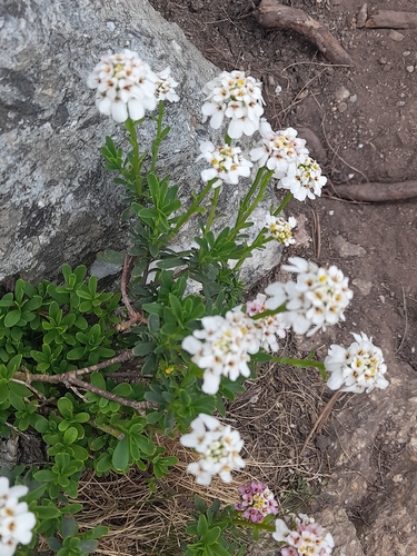 Iberis sempervirens, photograph 4
