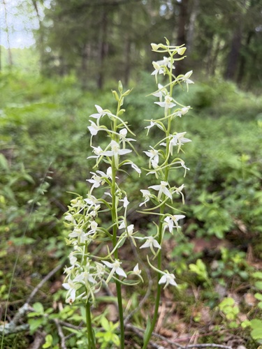 Lesser butterfly-orchid
