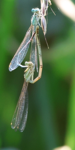 Blue Featherleg