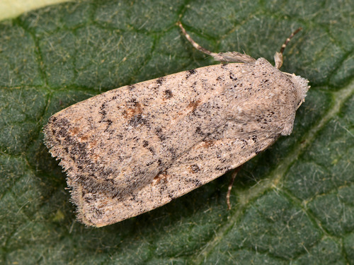 Pale Mottled Willow Moth