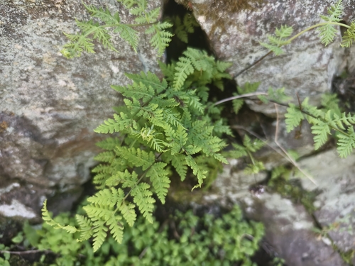 Aleuritopteris kuhnii iNat (3)