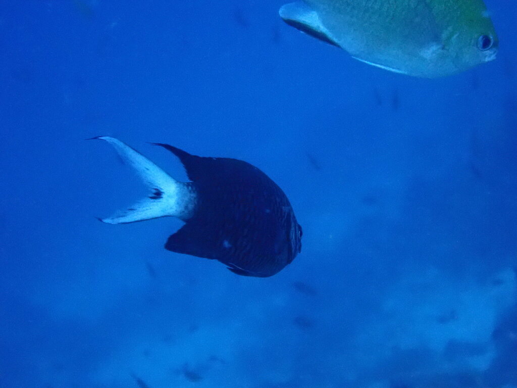 Black Chromis