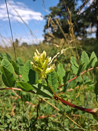 Wild Liquorice