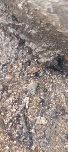 Cuvier’s Foam Frog