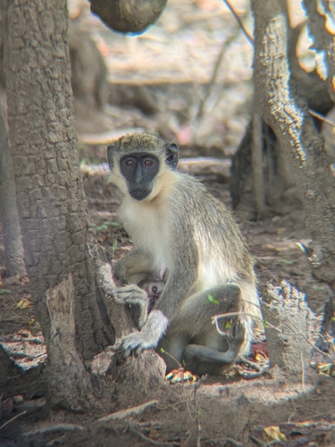 Green Monkey