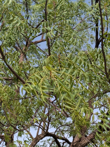 Neem