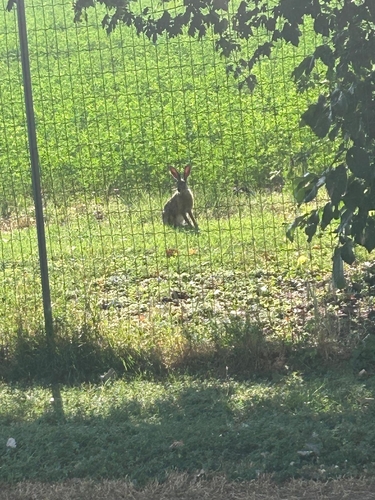 Brown Hare