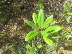 Comarostaphylis arguta