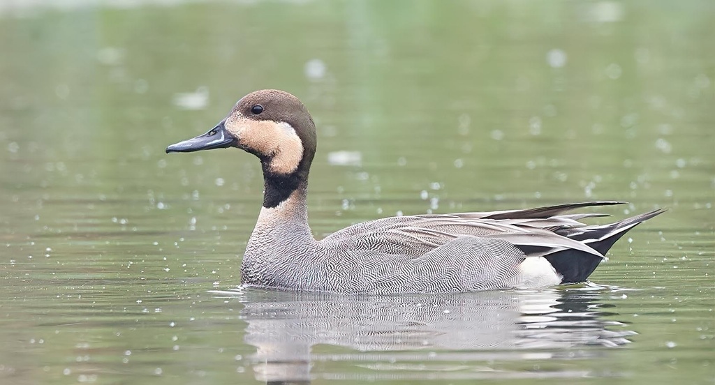 Northern Pintail × Gadwall