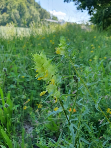 Aristate Yellow-rattle