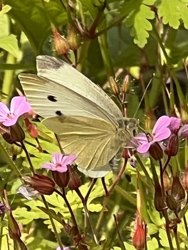 Small White
