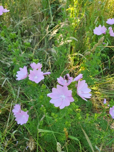 musk mallow
