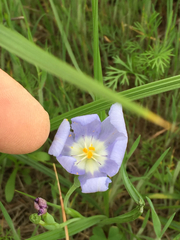 Nemastylis geminiflora